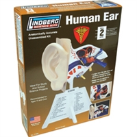 LINDBERG PLASTICS 71308... EAR MODEL HUMAN