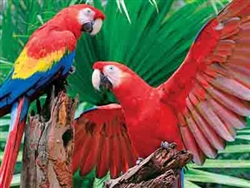 SPRINGBOK PUZZLES 3370541... SCARLET MACAW 400PC PUZZLE