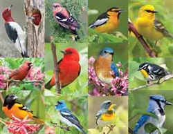 SPRINGBOK PUZZLES 4336024... BIRDS OF A FEATHER 36PC PUZZLE