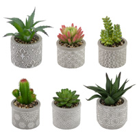 Society of Succulents (set of 6)