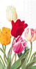 Tulips Guest Towel white