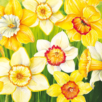 Daffodils Field Cocktail Napkin