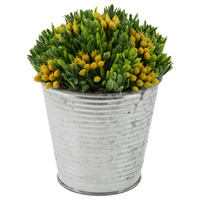 Yellow Bud Succulent Metal Can