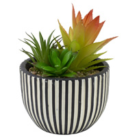 Succulent Array Striped Pot