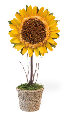 Potted Sunflower