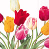 Tulips Lunch Napkin WHITE