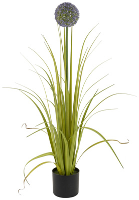 Allium Grass Plant