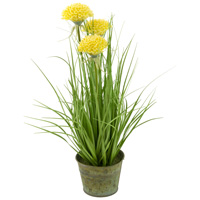 Yellow Mums Grass Plant