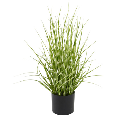 Small Zebra Grass