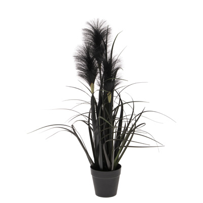 Small Black Reed Grass