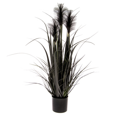 Large Black Reed Grass