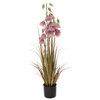 Mauve Princess Flower Grass (33 inches)