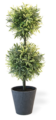 Rosemary Double Ball Topiary