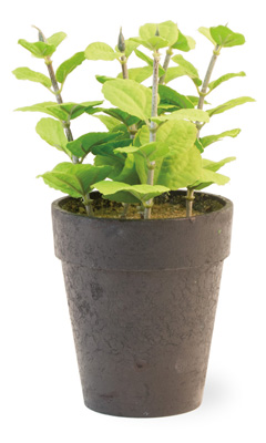 Potted Basil