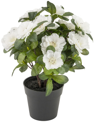 Cream Belgium Azalea Plant