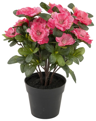 Magenta Belgium Azalea Plant