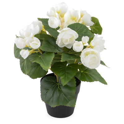 Cream Begonia Potted Bush