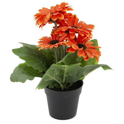 Orange Gerbera Daisy Potted Bush