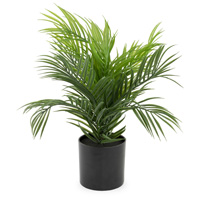Areca Palm Potted Plant
