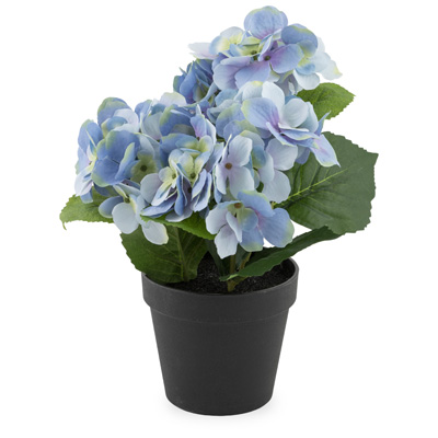 Blue Hydrangea Potted Plant