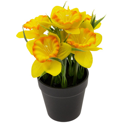 Potted Daffodils yellow with orange tips
