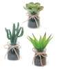 CACTUS GLASS JAR PLANT ASSORTTMENT