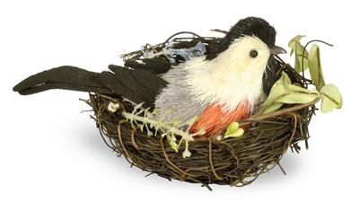 Chickadee in Nest