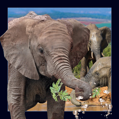 Worth Keeping Elephant 4D Card