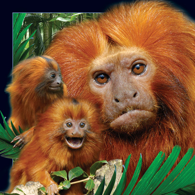 Worth Keeping Lion Tamarin 4D Card