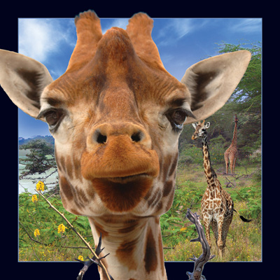 Worth Keeping Giraffe 4D Card