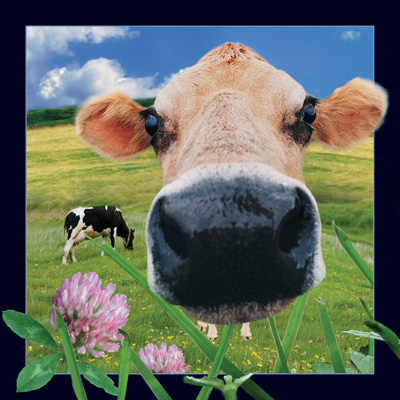 Worth Keeping Cow 4D Card