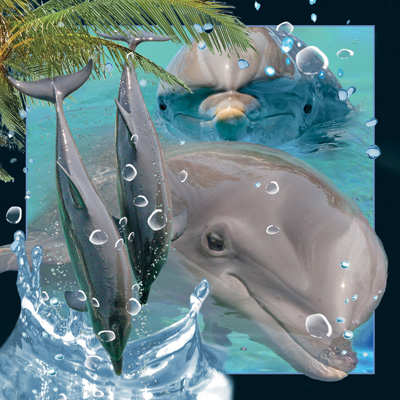 Worth Keeping Dolphin 4D Card