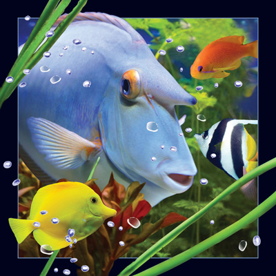 Worth Keeping Blue Fish 4D Card