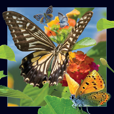 Worth Keeping Butterfly 4D Card