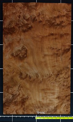 Redwood .7mm Burly Quilt wood veneer