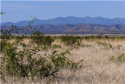 Arizona, Cochise County, 0.32 Acres Cochise College Park #8, Lot 1919. TERMS $47/Month