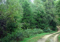 Missouri, Dent County, 7.24 Acres Montauk Park, Pond, Electricity. TERMS $395/Month