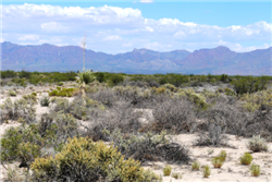 New Mexico, Luna County, 0.50 Acre Deming Ranchettes, Lot 10 Block 11. TERMS $31/Month