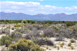 New Mexico, Luna County, 0.50 Acre Deming Ranchettes, Lot 7 Block 3. TERMS $31/Month