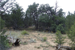New Mexico, Cibola County, 5.00 Acres Garfield, Lot 1 Block 7. TERMS $282/Month