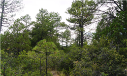New Mexico, Otero County, 0.50 Acre Timberon, Lot 20.  Water & Electricity. TERMS $84/Month