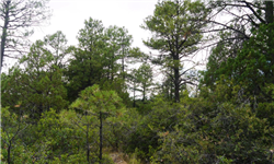 New Mexico, Otero County, 0.50 Acre Timberon, Lot 21. Water & Electricity.   TERMS $84/Month