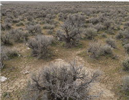 Nevada, Elko County, 4.93 Acres Ruby View Ranchos,  Lot 3 Block 4 Unit 3, Electricity. TERMS $232/Month