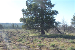 Oregon, Klamath  County, 0.35 Acres Oregon Shores Lot 4 Block 44 Unit 2, Electricity. TERMS $298/Month