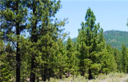 Oregon, Klamath  County,  5 Acres Town of Sprague River, TWP 35 RNGE 11 SEC 13 - W2NW4NW4SW4.  TERMS $198/Month