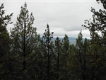 California, Lassen County,  21 Acres Moon Valley Ranch. TERMS $195/Month