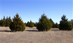 Oklahoma, Love County, 9.89 Acres Montgomery Ranch, Pond. TERMS $580/Month