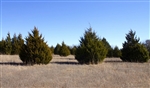 Oklahoma, Love County, 10.05 Acres Montgomery Ranch. TERMS $490/Month