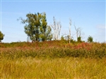 Oklahoma, Okfuskee County, 5.34  Acre Saddlebrook Ranch. TERMS $250/Month