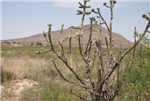 Texas, Hudspeth County, 0.38 Acre Sierra Blanca, Lots 17 & 18, Adjoining. TERMS $142/Month